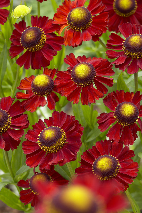 Helenium x Ruby Tuesday PP18234 Sneezeweed