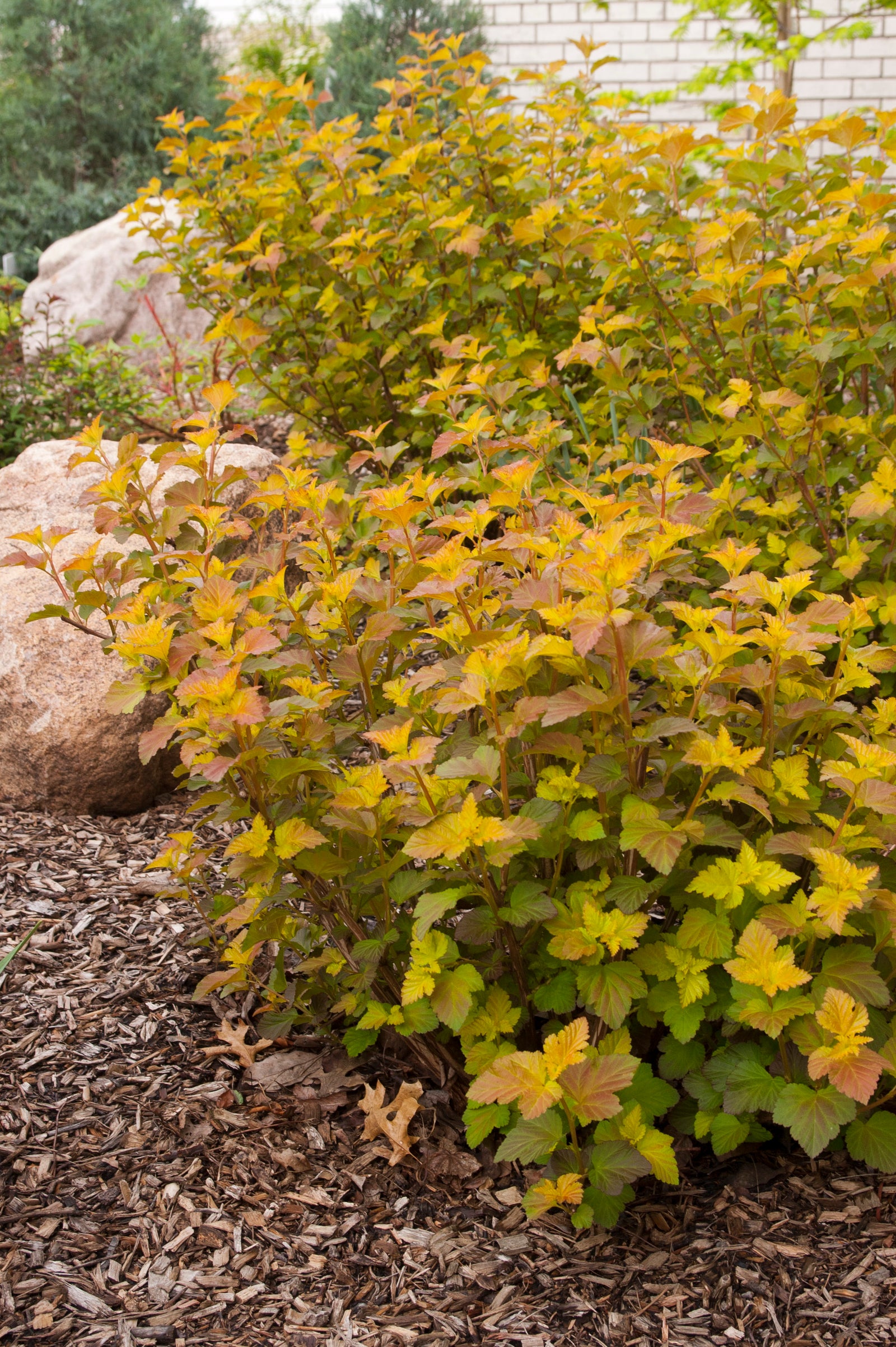 Physocarpus opulifolius Amber Jubilee Jefam PP23177, CPBR4765 Amber Jubilee Ninebark