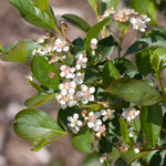 Aronia melanocarpa Viking Black Chokeberry