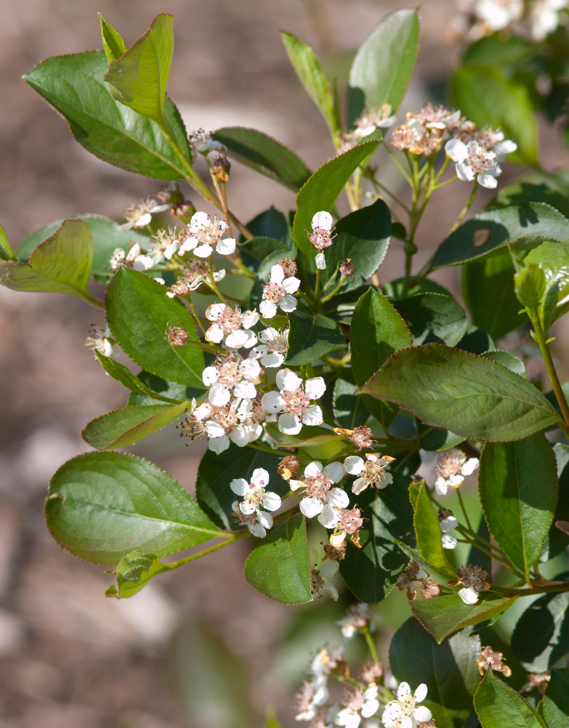 Aronia melanocarpa Viking Black Chokeberry