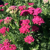 Achillea millefolium Saucy Seduction PP20782 Yarrow