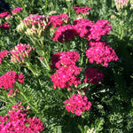 Achillea millefolium Saucy Seduction PP20782 Yarrow