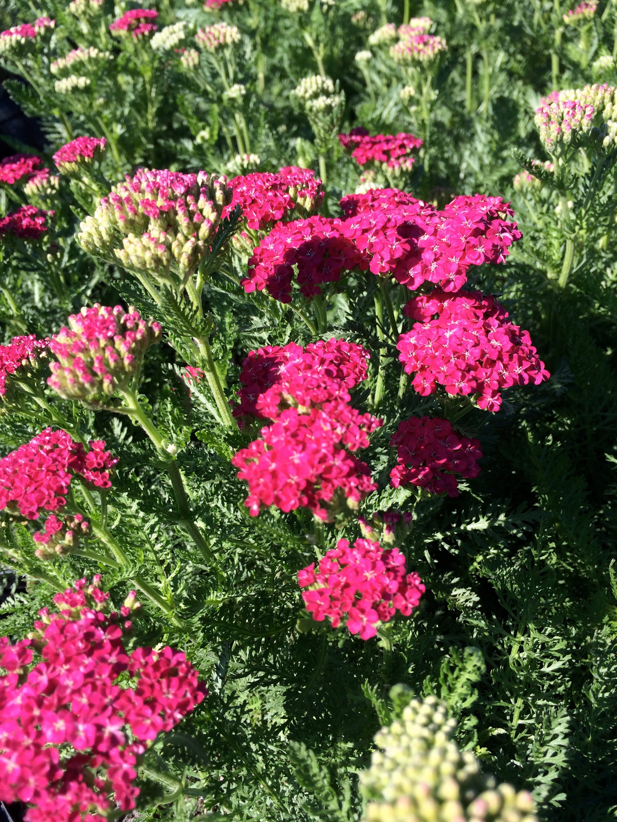 Achillea millefolium Saucy Seduction PP20782 Yarrow