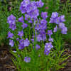 Campanula persicifolia Takion Blue Peach leaved Bellflower