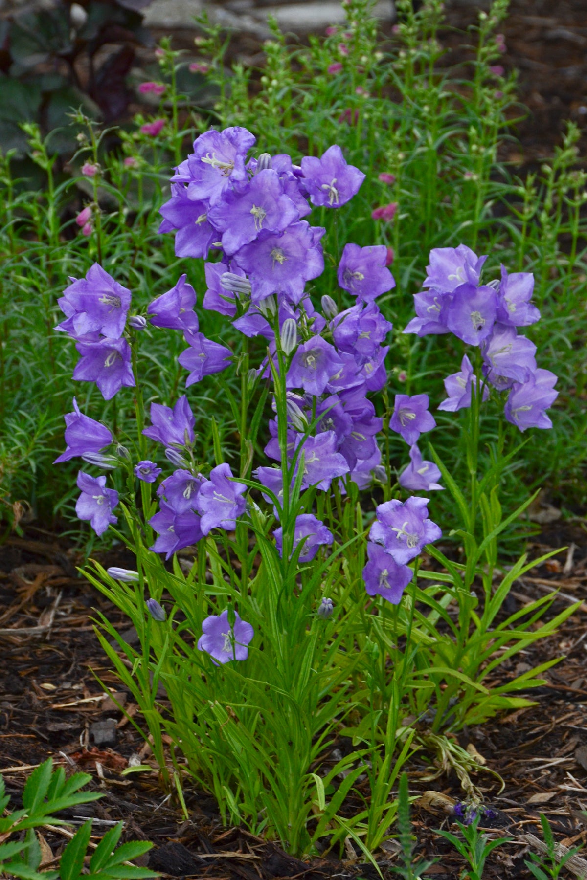 Campanula persicifolia Takion Blue Peach leaved Bellflower