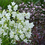 Campanula persicifolia Takion White Peach leaved Bellflower