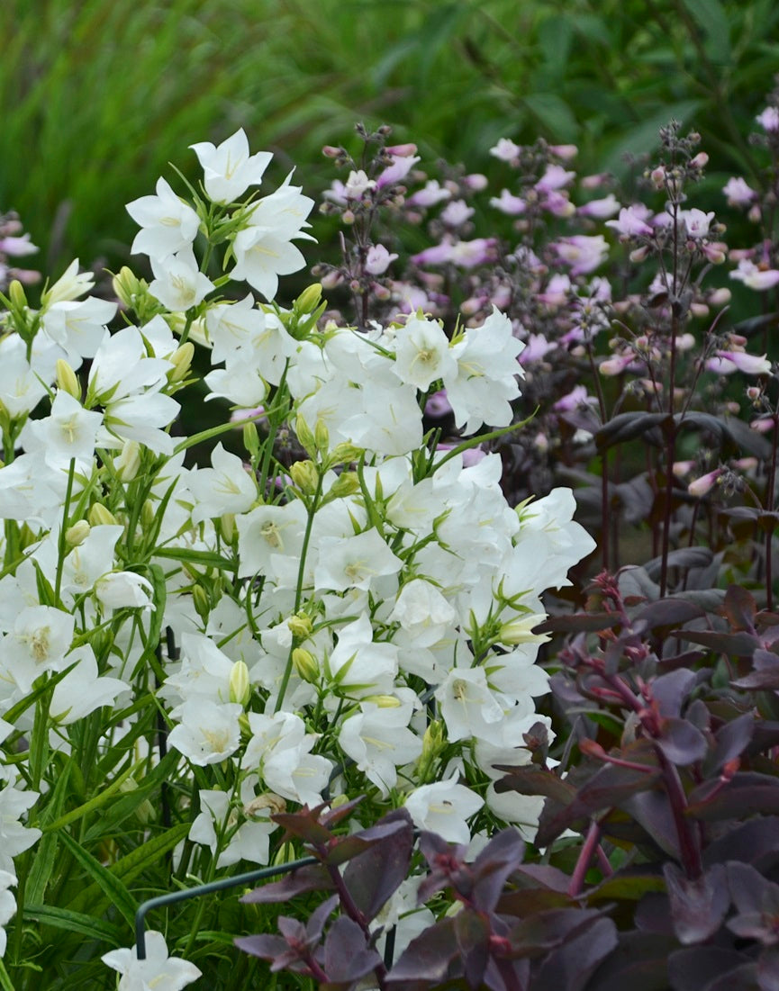 Campanula persicifolia Takion White Peach leaved Bellflower