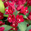 Weigela x Maroon Swoon Slingco 2 PP26841, CPBR5267 Maroon Swoon Weigela