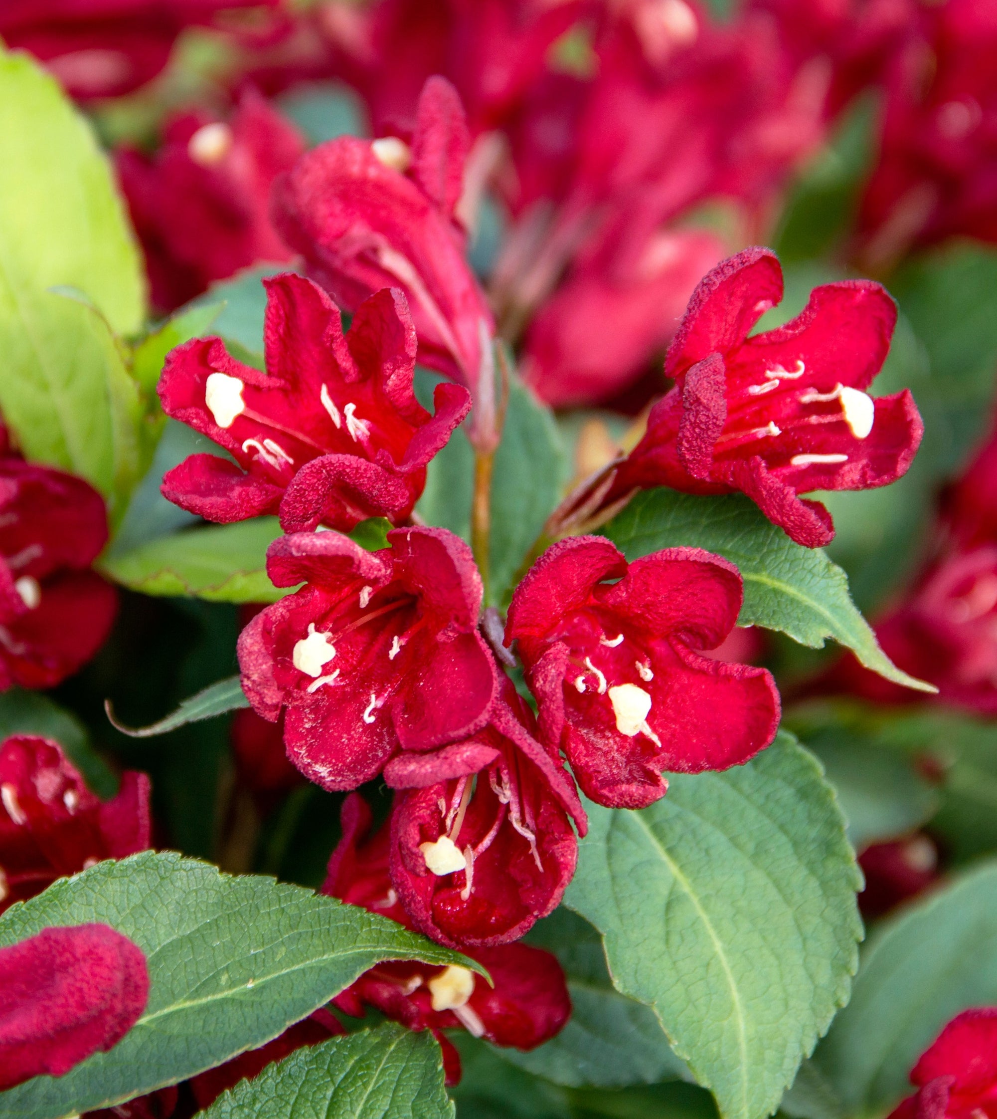 Weigela x Maroon Swoon Slingco 2 PP26841, CPBR5267 Maroon Swoon Weigela