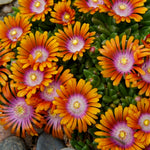 Delosperma x Fire Spinner P001S Fire Spinner Ice Plant