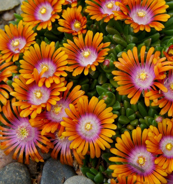 Delosperma x Fire Spinner P001S Fire Spinner Ice Plant