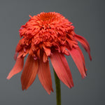 Echinacea x Double Scoop Mandarin Balscandin PPAF Mandarin Coneflower