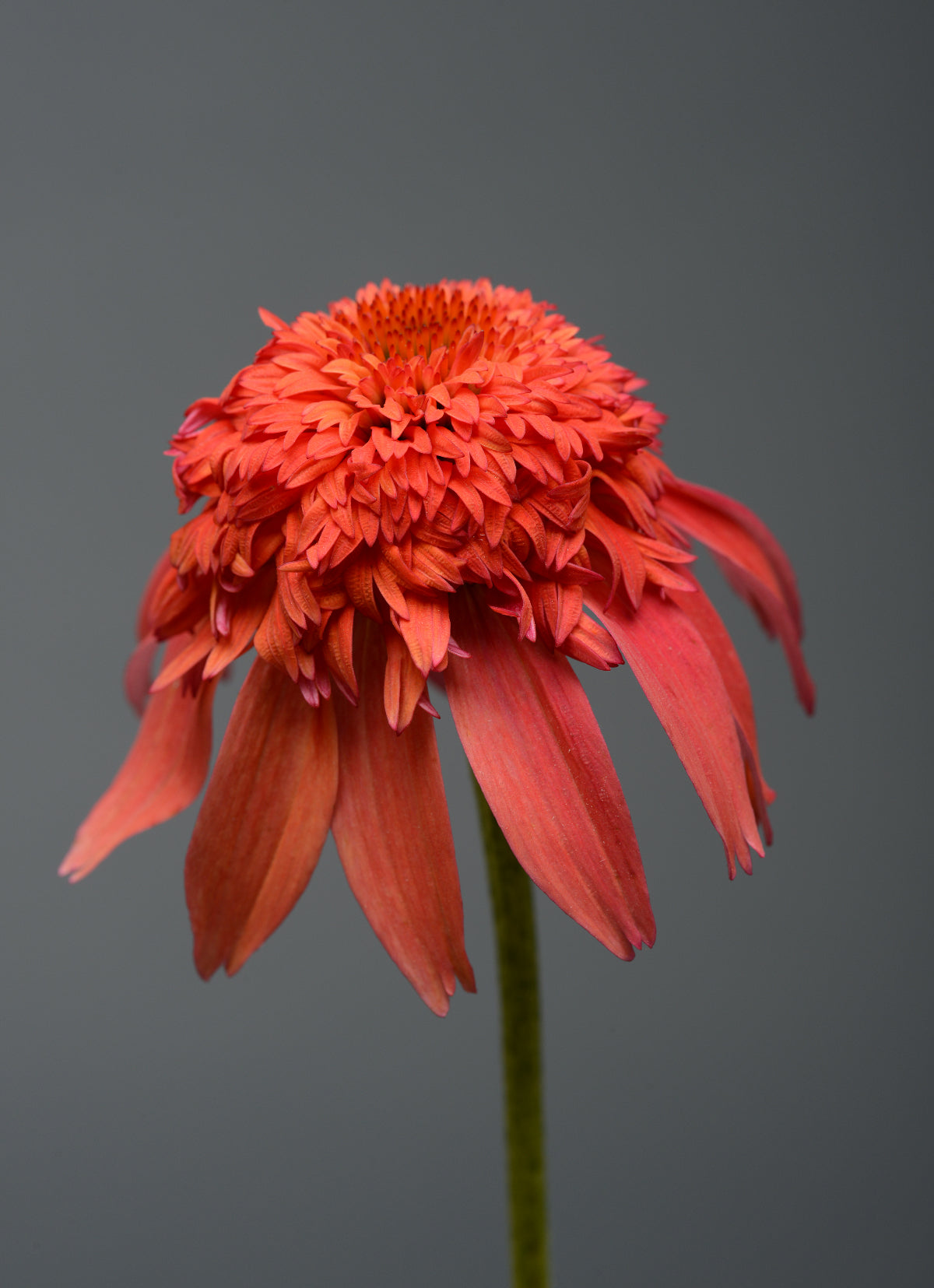 Echinacea x Double Scoop Mandarin Balscandin PPAF Mandarin Coneflower