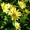 Helianthus x Lemon Queen Lemon Queen Sunflower