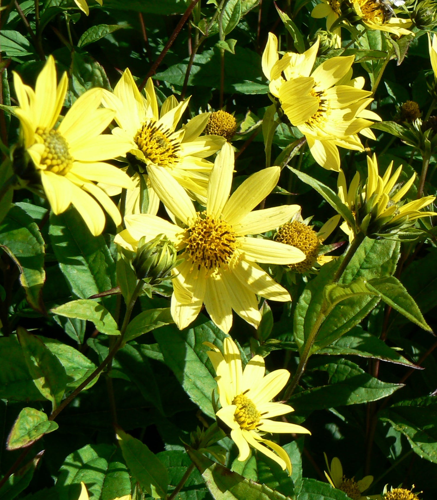 Helianthus x Lemon Queen Lemon Queen Sunflower