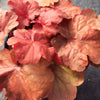 Heuchera x Fire Alarm PP24525 Coral Bells