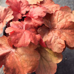 Heuchera x Fire Alarm PP24525 Coral Bells