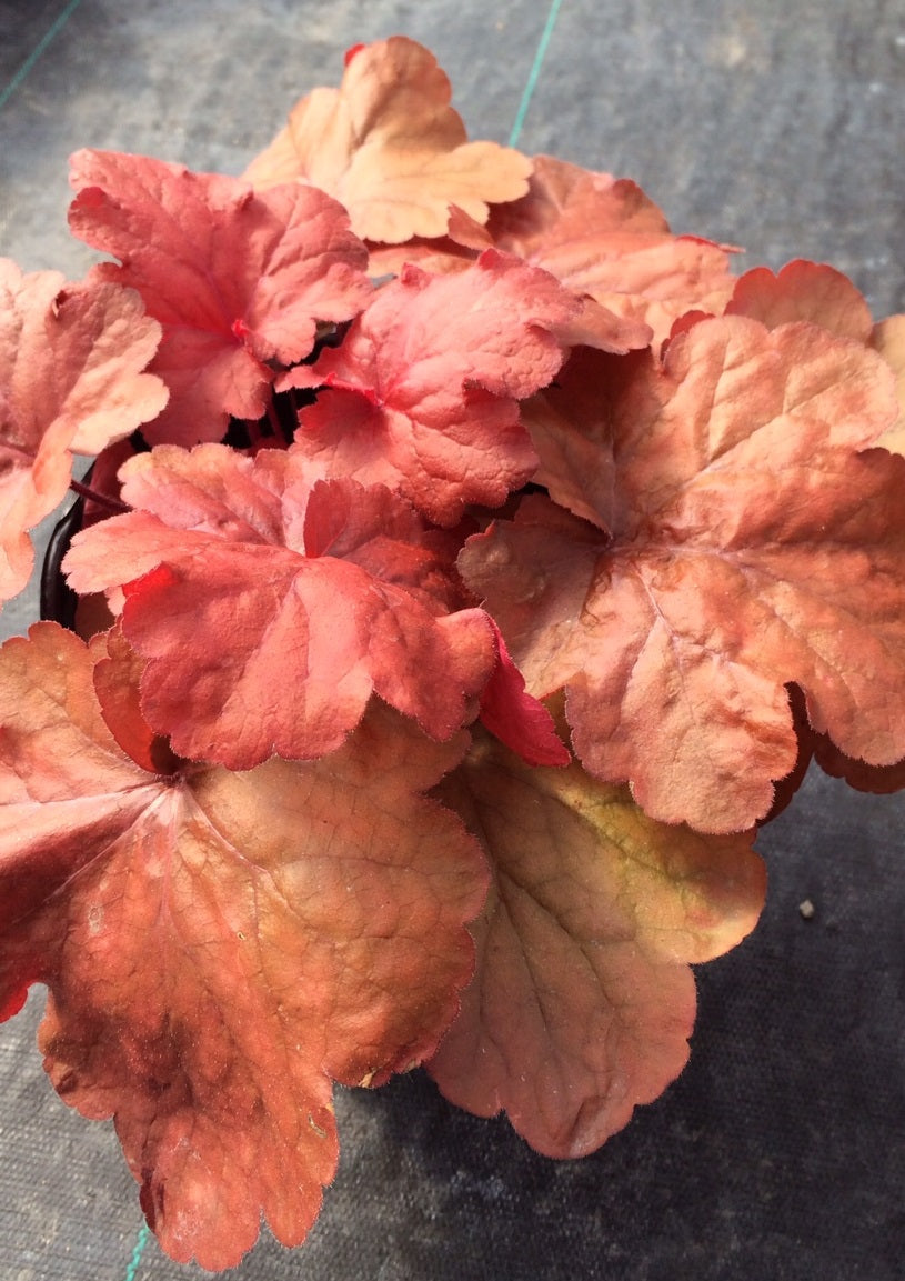 Heuchera x Fire Alarm PP24525 Coral Bells