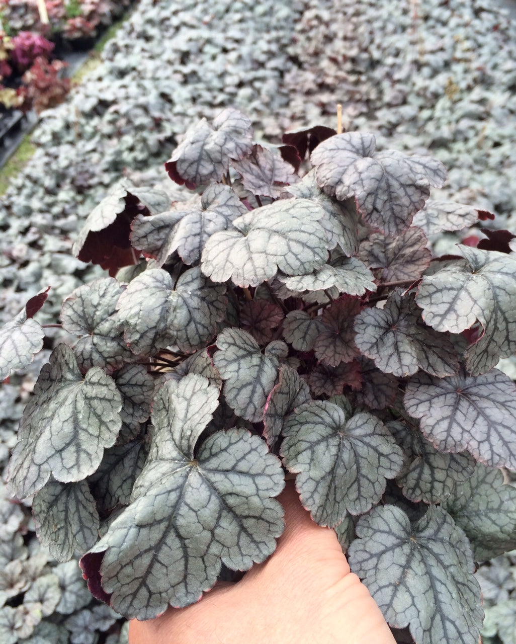 Heuchera x Silver Scrolls PP12066 Coral Bells