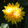 Helianthus x multiflorus Garden Candy Sunshine Daydream PPAF, COPF Sunshine Daydream Sunflower