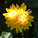 Helianthus x multiflorus Garden Candy Sunshine Daydream PPAF, COPF Sunshine Daydream Sunflower