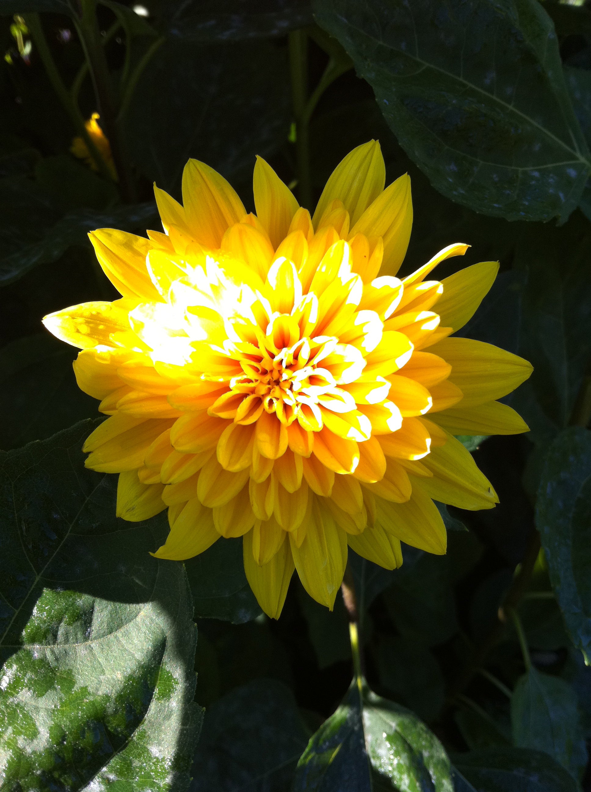 Helianthus x multiflorus Garden Candy Sunshine Daydream PPAF, COPF Sunshine Daydream Sunflower