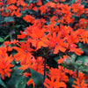 Lychnis arkwrightii Orange Gnome Maltese Cross