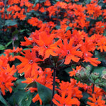 Lychnis arkwrightii Orange Gnome Maltese Cross