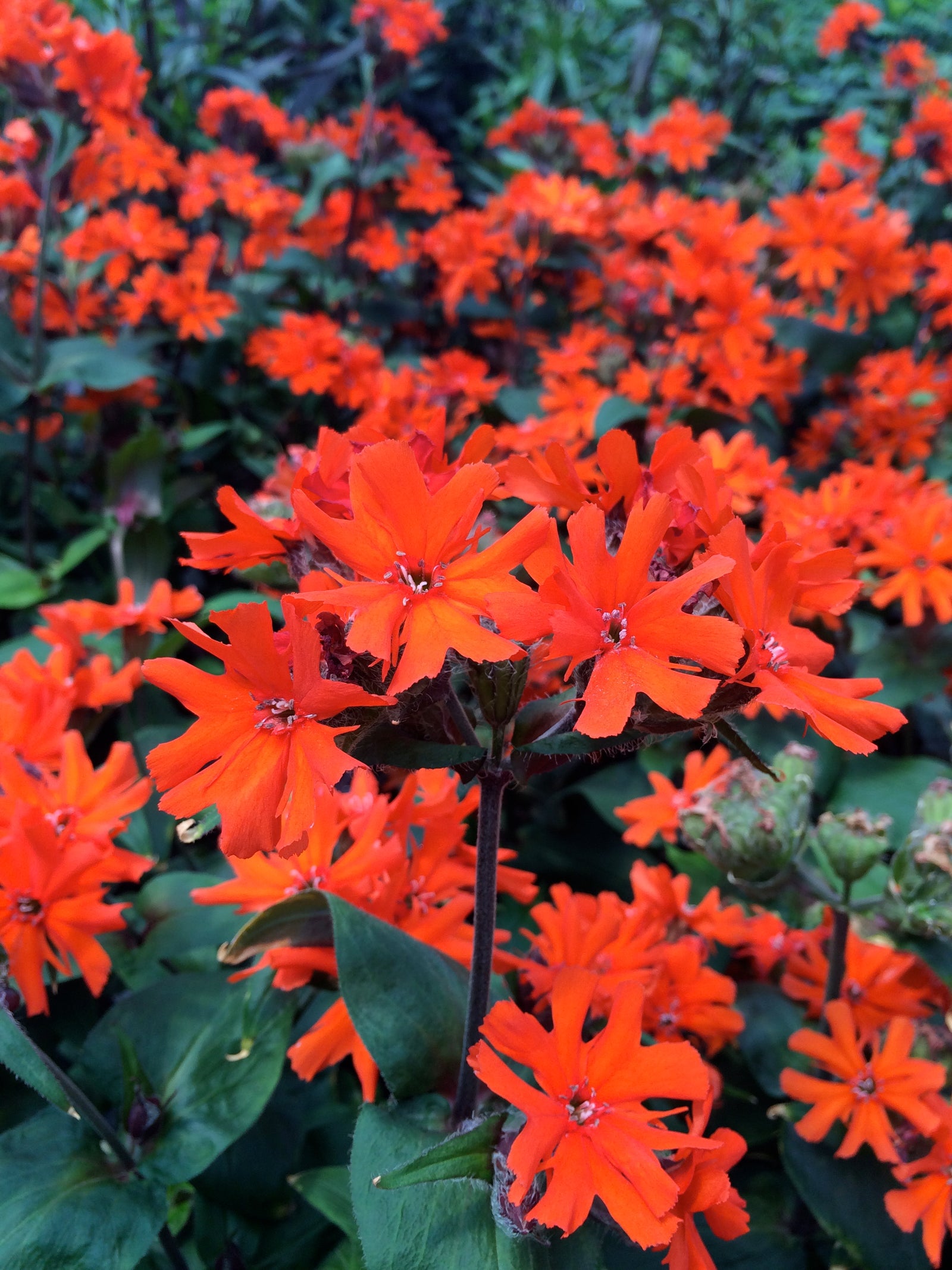 Lychnis arkwrightii Orange Gnome Maltese Cross