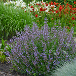 Nepeta faassenii Purrsian Blue PP24788 Catmint