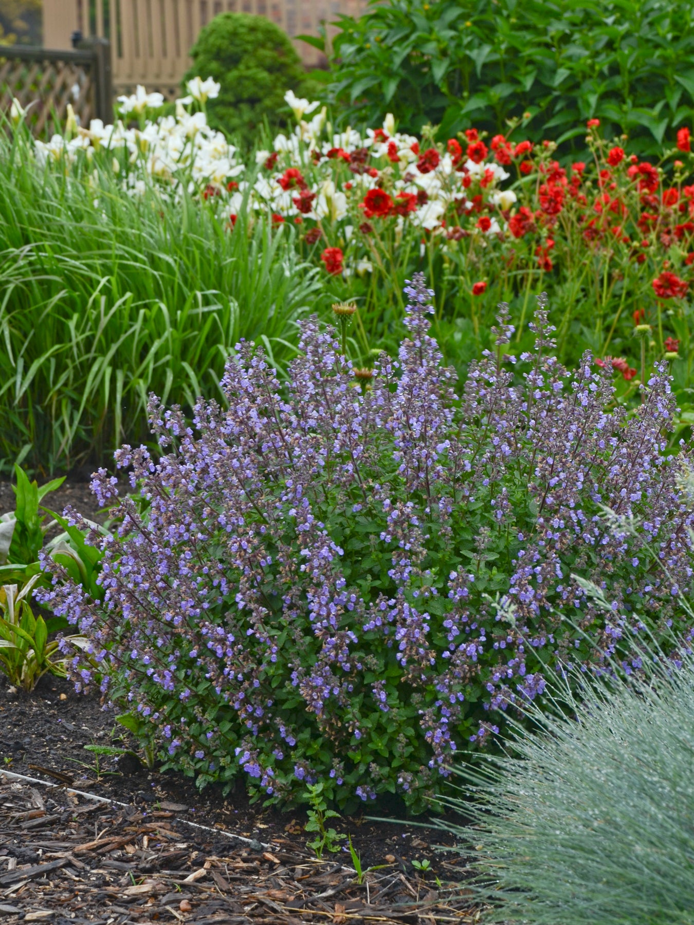 Nepeta faassenii Purrsian Blue PP24788 Catmint