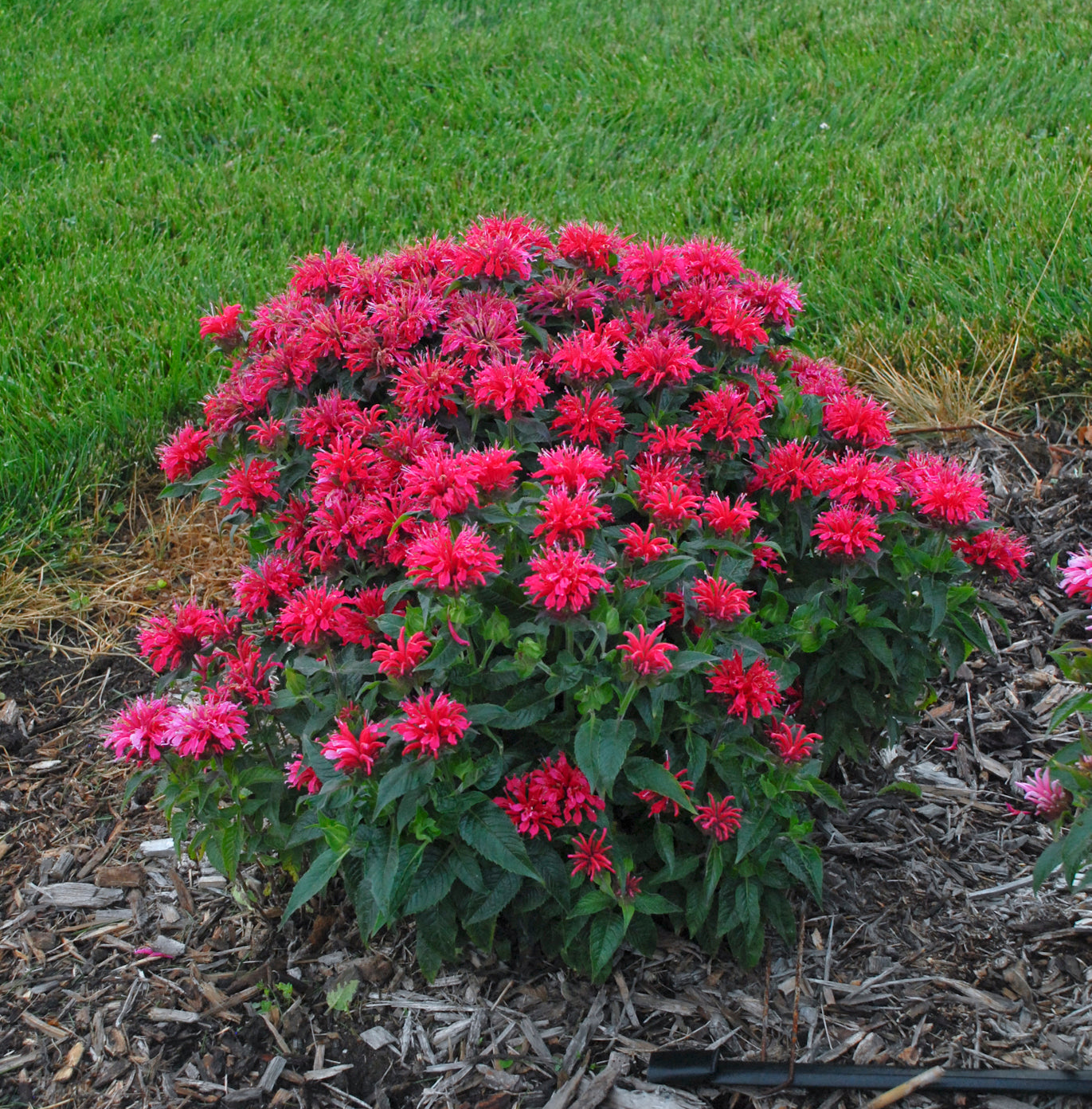 Monarda didyma Cherry Pops PPAF Sugar Buzz Cherry Pops Bee Balm