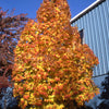 Acer saccharum Apollo Barrett Cole Apollo Sugar Maple