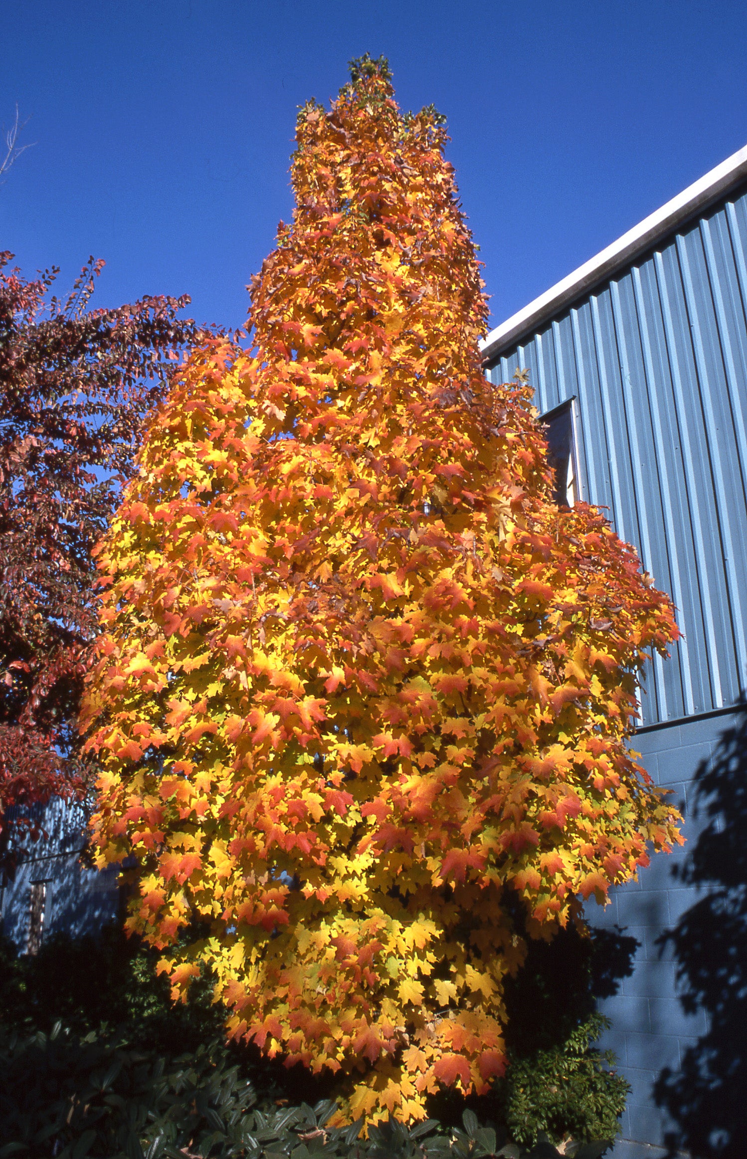 Acer saccharum Apollo Barrett Cole Apollo Sugar Maple