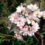 Prunus x Snow Fountains Snofozam Snow Fountains Weeping Cherry