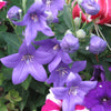 Platycodon grandiflorus Astra Blue Balloon Flower