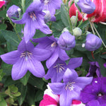 Platycodon grandiflorus Astra Blue Balloon Flower