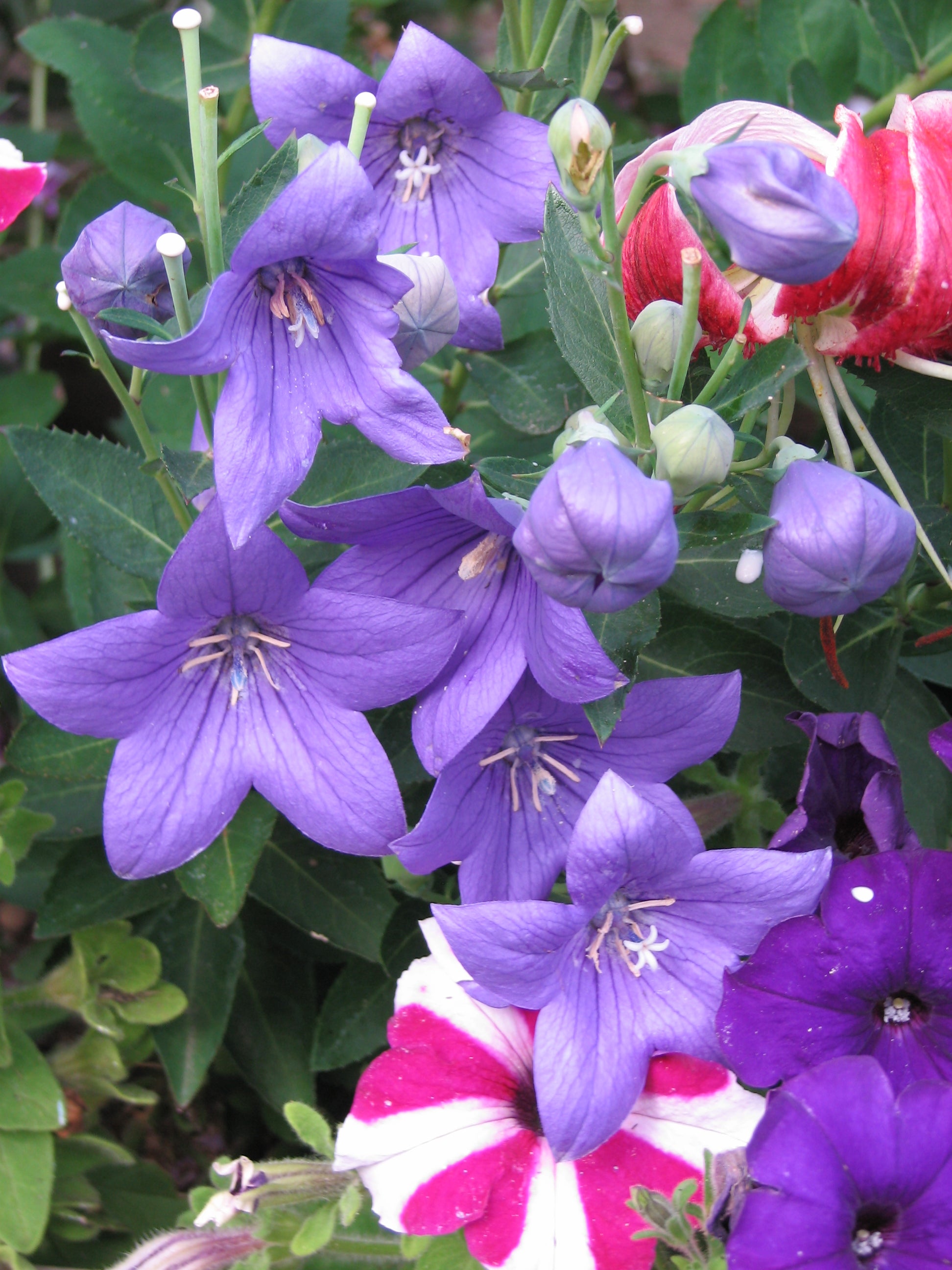 Platycodon grandiflorus Astra Blue Balloon Flower