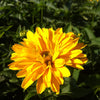 Heliopsis helianthoides var. scabra Summer Sun Sommersonne False Sunflower