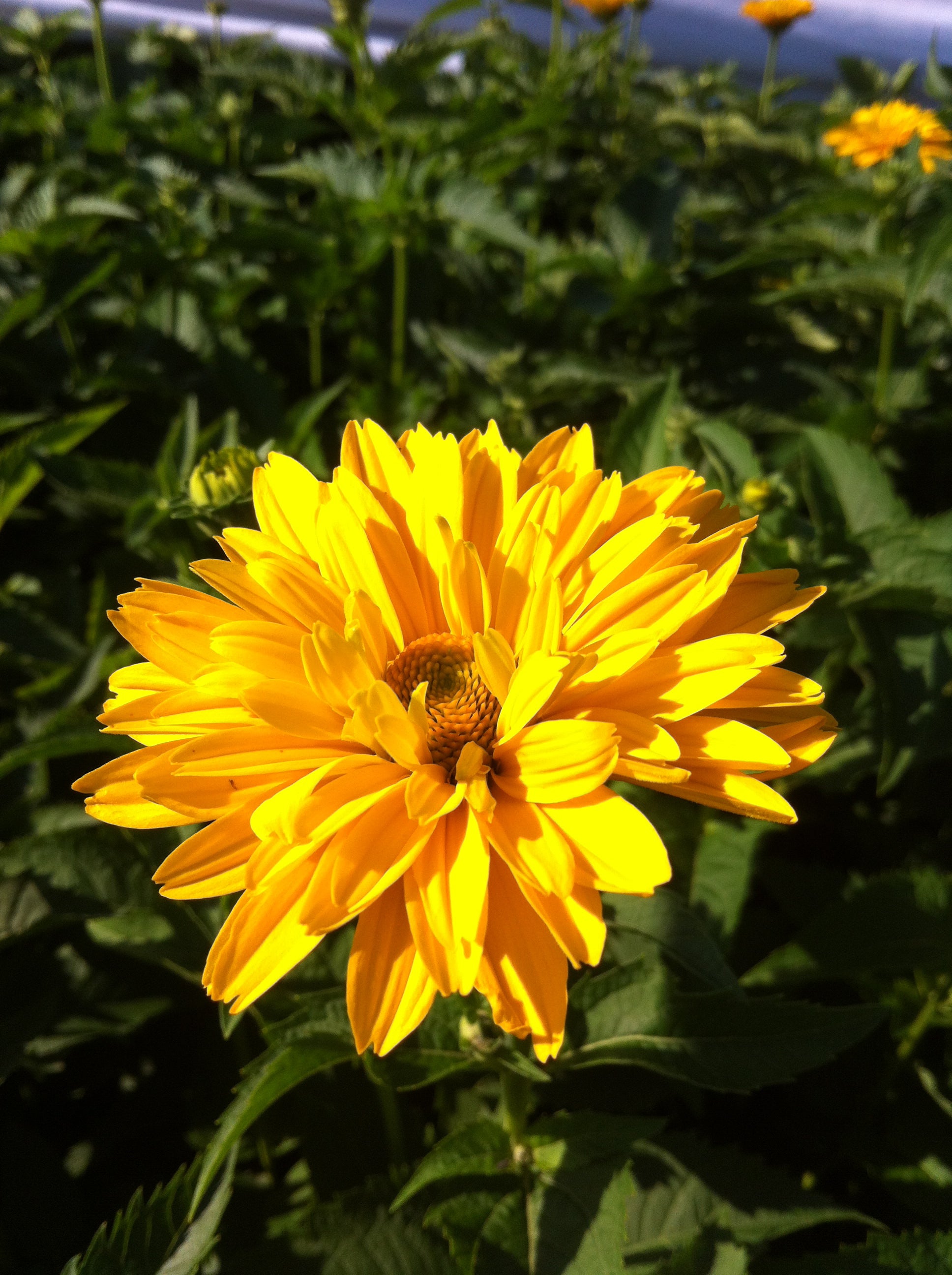 Heliopsis helianthoides var. scabra Summer Sun Sommersonne False Sunflower