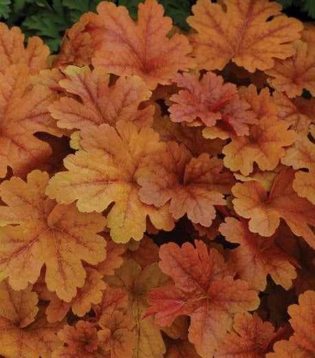 Heucherella x Buttered Rum PP25040, COPF Foamy Bells