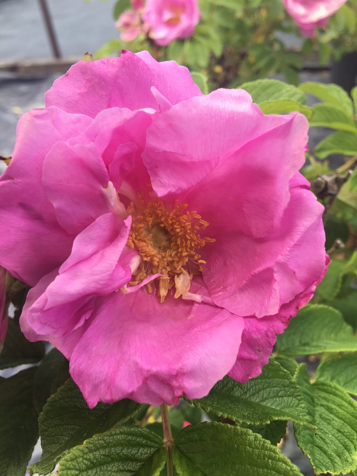 Rosa Dwarf Pavement Zwerg Dwarf Pavement Rose