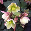 Helleborus x Ivory Prince Walhelivor PP16199, COPF Ivory Prince Lenten Rose