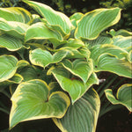 Hosta Victory Plantain Lily