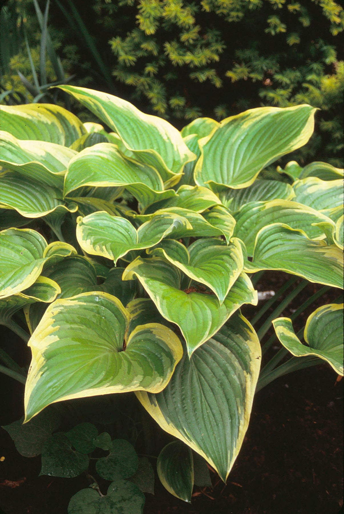 Hosta Victory Plantain Lily