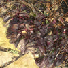 Ajuga reptans Caitlin's Giant Bugleweed