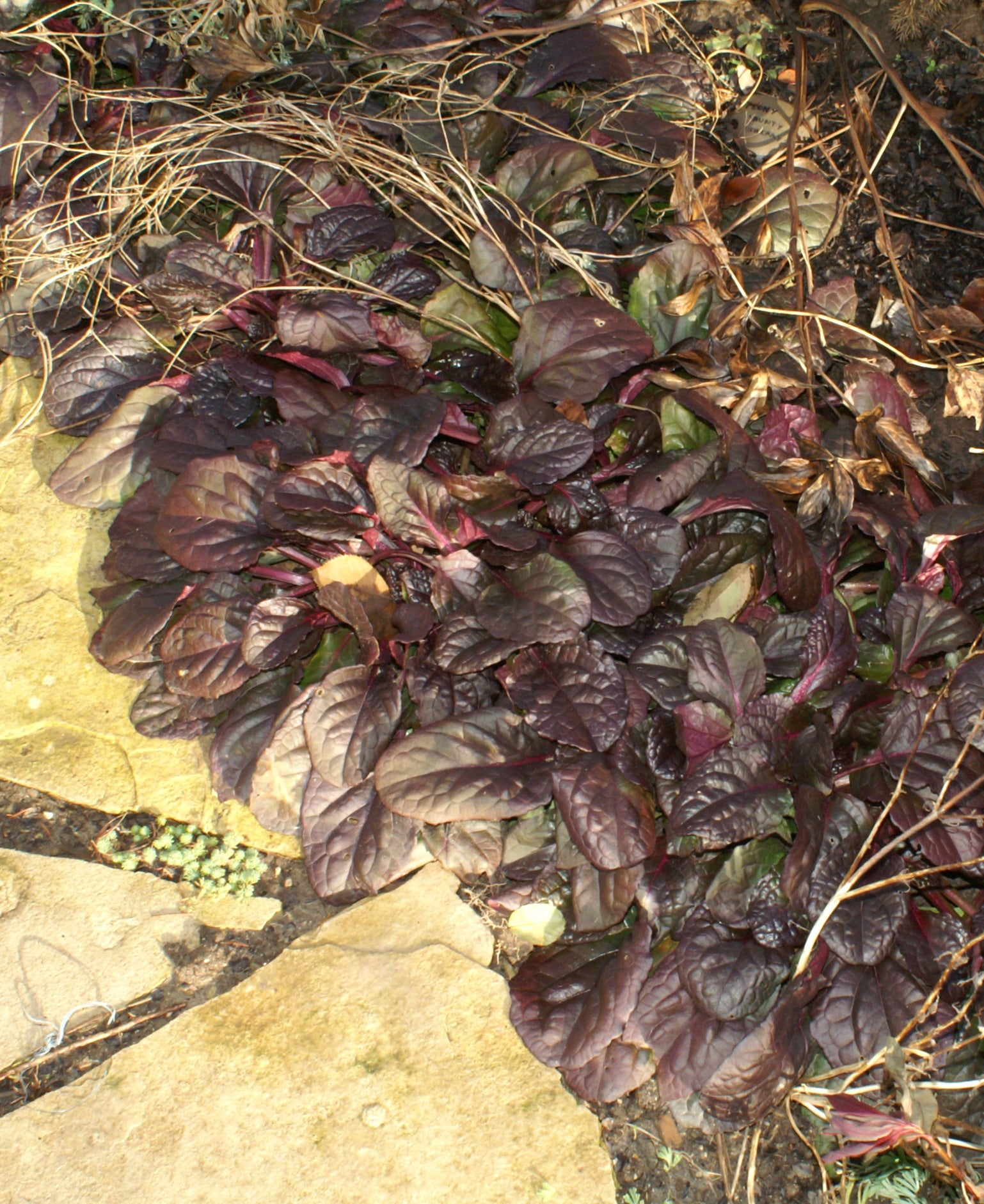 Ajuga reptans Caitlin's Giant Bugleweed