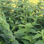 Tricyrtis x Sinonome Toad Lily