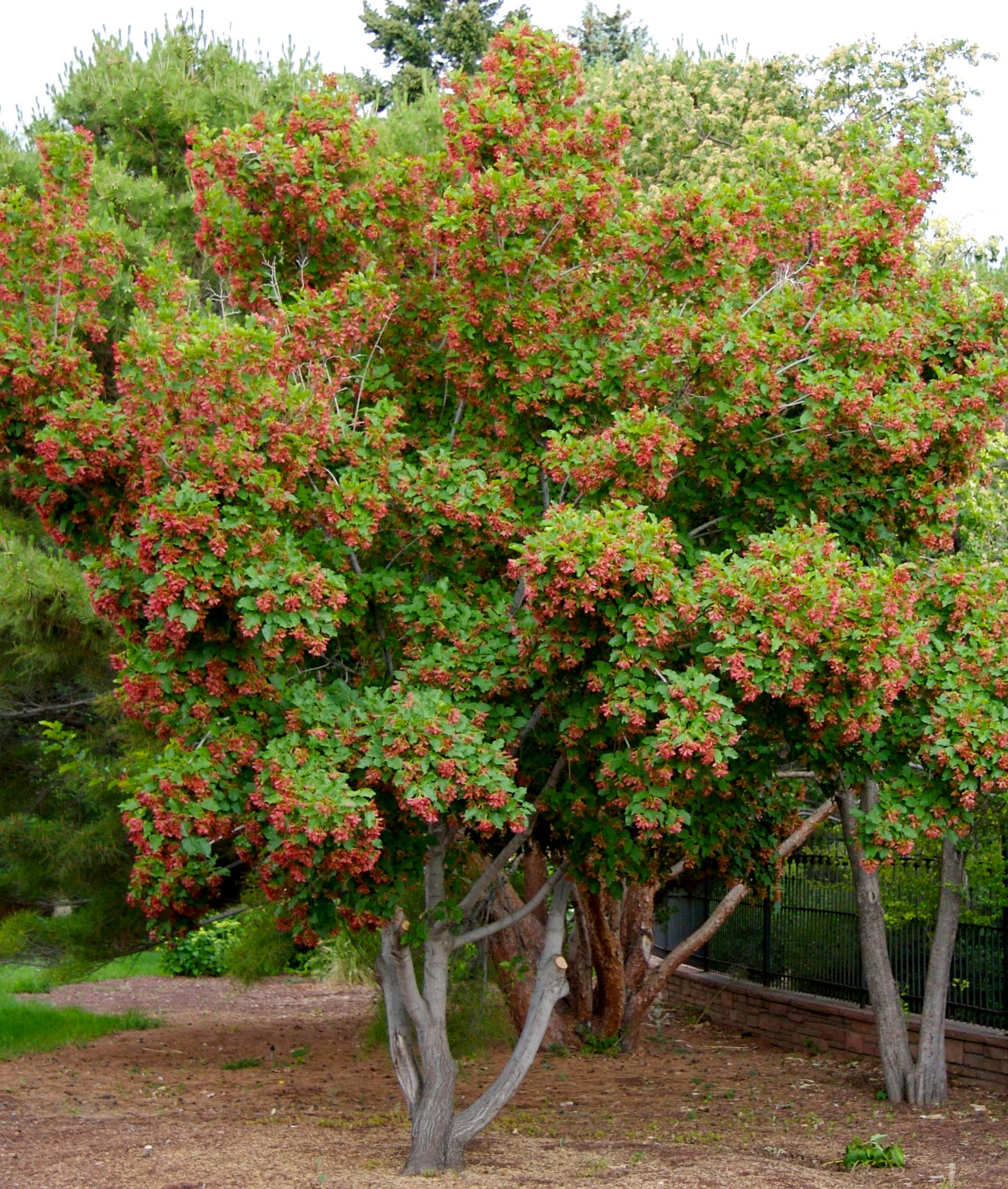 Acer tataricum Hot Wings GarAnn PP15023 Hot Wings Tatarian Maple