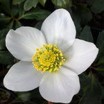 Helleborus niger Christmas Rose